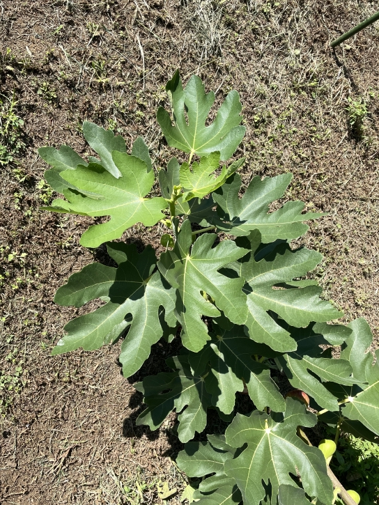 イチジク - Ficus carica
