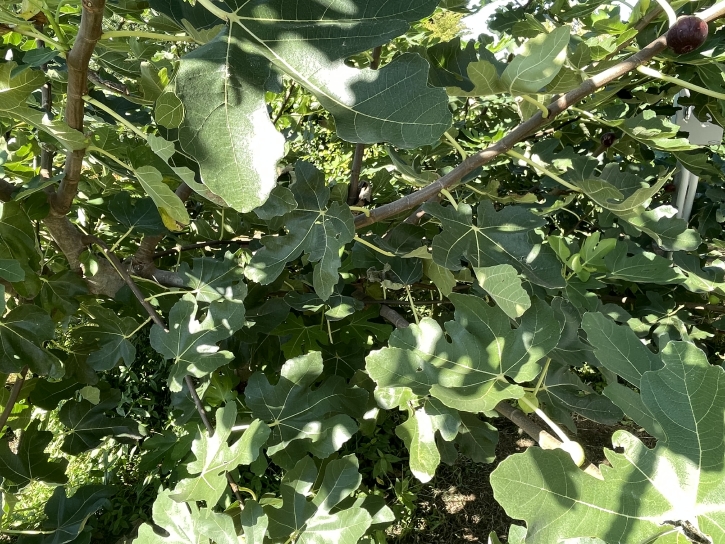 イチジク - Ficus carica