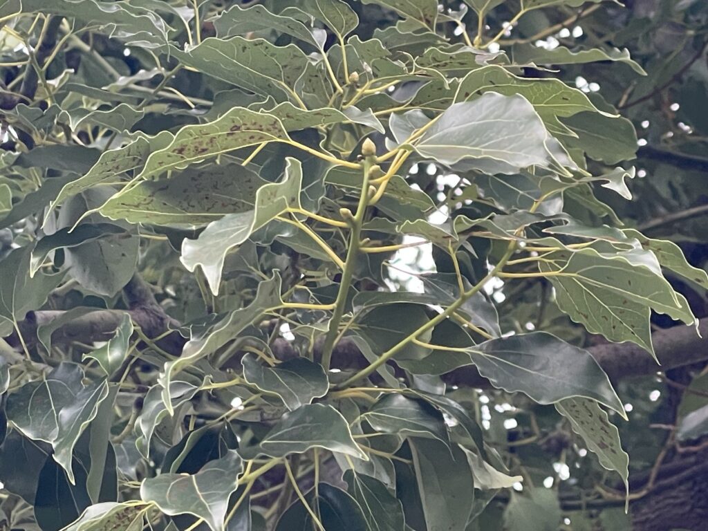 クスノキ - Cinnamomum camphora