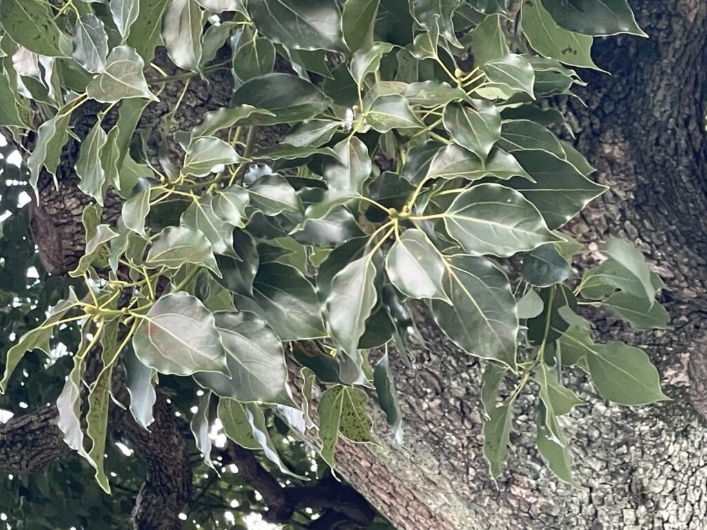 クスノキ - Cinnamomum camphora